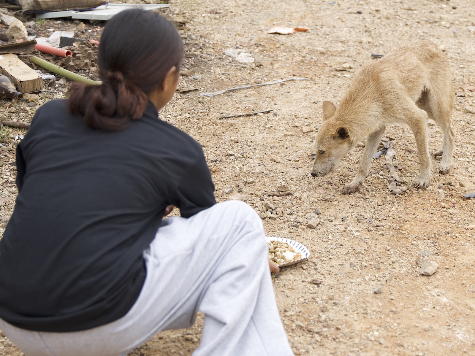 Stray Feeding Program